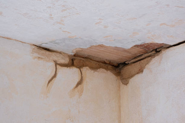 Best Carpet water damage restoration  in Federal Y, WA