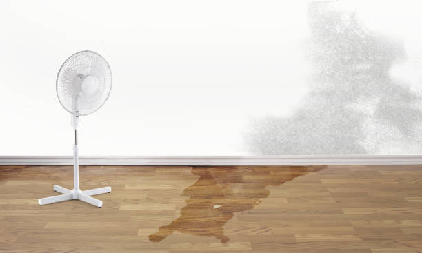 Best Ceiling water damage repair  in Federal Y, WA