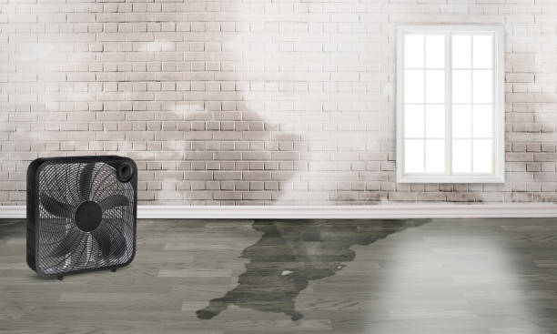 Best Emergency water damage restoration  in Federal Y, WA